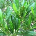 Dodonaea angustifolia Lapas