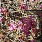 Pistorinia hispanica Flower