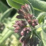 Anchusa azurea Fleur