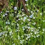 Myosotis nemorosa Habit