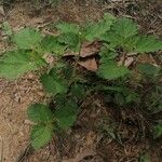 Croton hirtus Fuelha