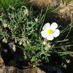 Helianthemum apenninum Habit