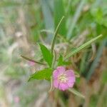 Epilobium parviflorumFlower