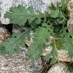 Senecio viscosus Fuelha