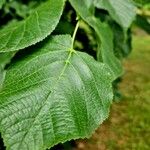 Tilia × euchlora Leaf