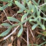 Crithmum maritimum Blatt