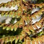 Dryopteris villarii Fruit