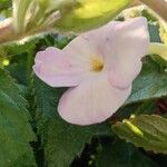 Achimenes grandiflora Цвят