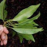 Manilkara staminodella Leaf