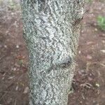 Euclea natalensis Ŝelo