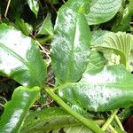 Coniogramme africana Hoja