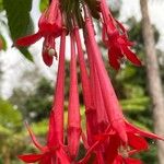 Fuchsia boliviana Floare