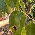 Prunus ilicifolia ഇല