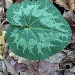 Cyclamen purpurascens Blad