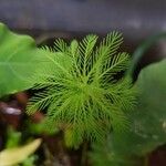 Myriophyllum aquaticumLeaf