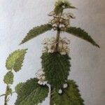 Lamium flexuosum List