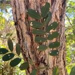 Platypodium elegans Folha