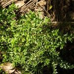 Capraria biflora Habitat