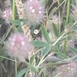 Trifolium arvense Likasa