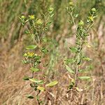 Grindelia lanceolata Συνήθη χαρακτηριστικά