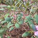 Rhododendron qiaojiaense Blad