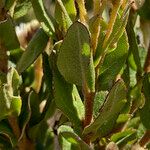 Baccharis prunifolia Deilen