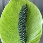 Spathiphyllum wallisii Flower