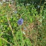 Echinops bannaticus Flor