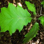 Quercus rubra Foglia