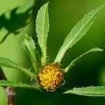 Bidens frondosa Leaf