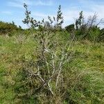 Rhamnus alaternus Агульны выгляд