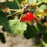 Ribes cereum Plod