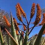 Aloe marlothii Çiçek