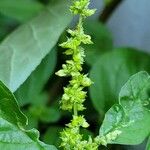 Amaranthus blitum Květ