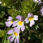 Euphrasia alpina 花