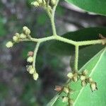 Ehretia amoena Fruit