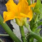 Cucurbita pepo Flower