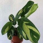 Ctenanthe lubbersianaList