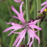 Silene flos-cuculi Fiore