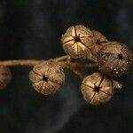 Philadelphus tomentosus Fruit