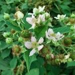 Rubus scaber Квітка