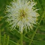 Desmanthus illinoensis Çiçek