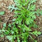 Mauranthemum paludosum Blatt