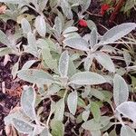 Stachys byzantina Leaf