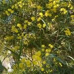 Acacia confusa Muu