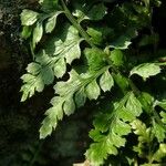 Asplenium foreziense Fuelha