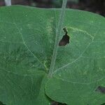 Allobriquetia spicata Leaf