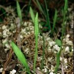 Ophioglossum lusitanicum Хабит