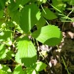 Fragaria virginiana Blatt