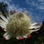Protea madiensis Flor